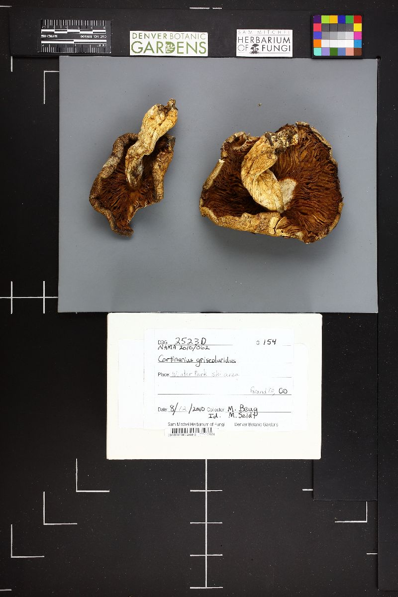 Cortinarius griseoluridus image