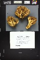 Ramaria rubella image