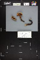 Cortinarius hedyaromaticus image
