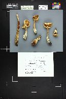 Amanita barrowsii image