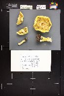 Floccularia luteovirens f. luteovirens image