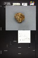Psilocybe coprophila image