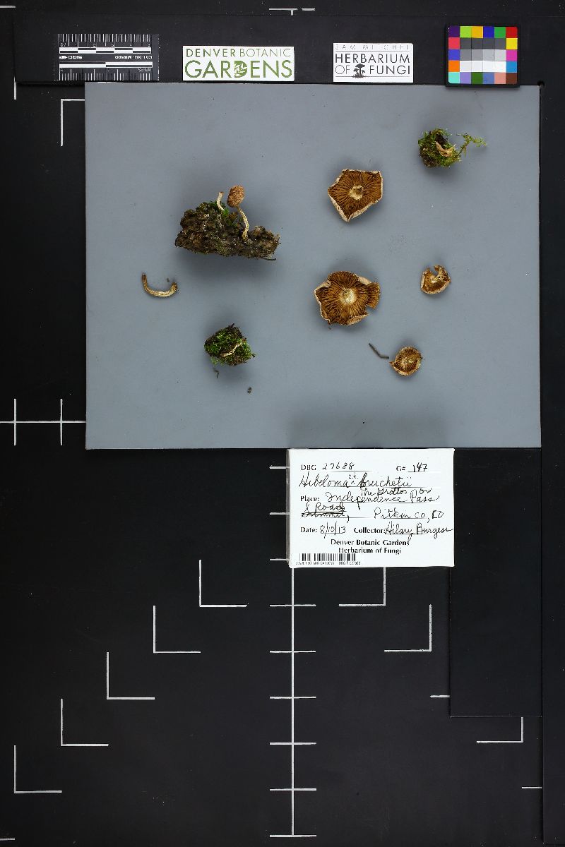 Hebeloma bruchetii image