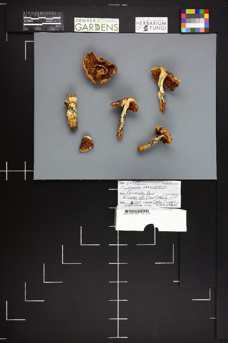 Cortinarius absarokensis image