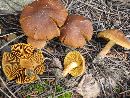 Cortinarius croceus image