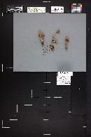 Laccaria bicolor image