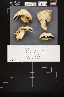 Agaricus bernardiiformis image