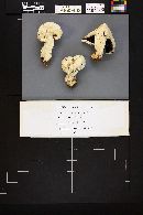 Agaricus bernardiiformis image