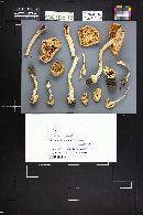 Amanita populiphila image