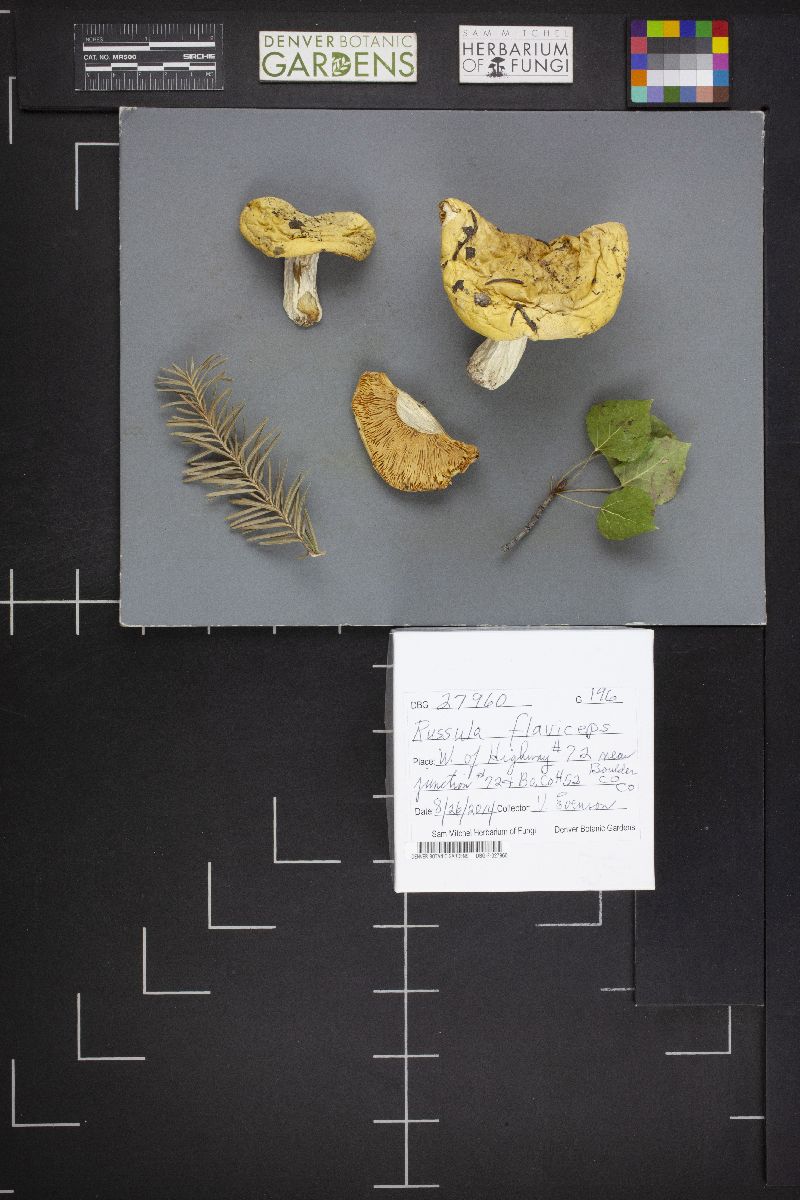 Russula flaviceps image