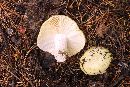 Russula flaviceps image