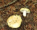 Russula flaviceps image