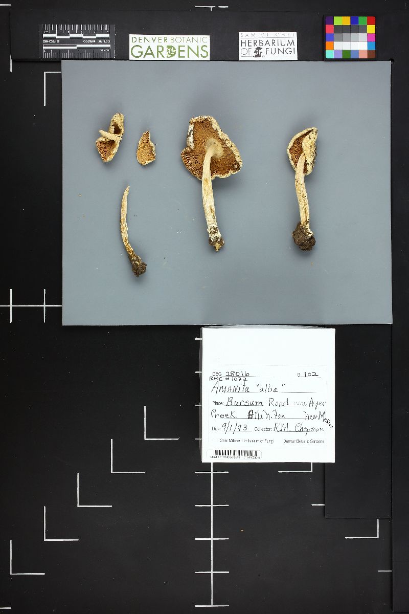 Amanita alba image