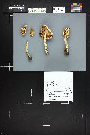 Amanita alba image