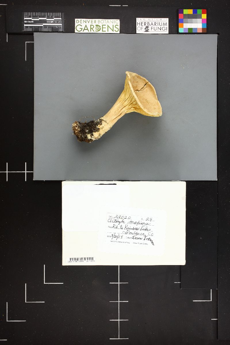 Infundibulicybe geotropa image