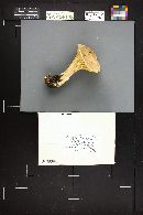 Infundibulicybe geotropa image