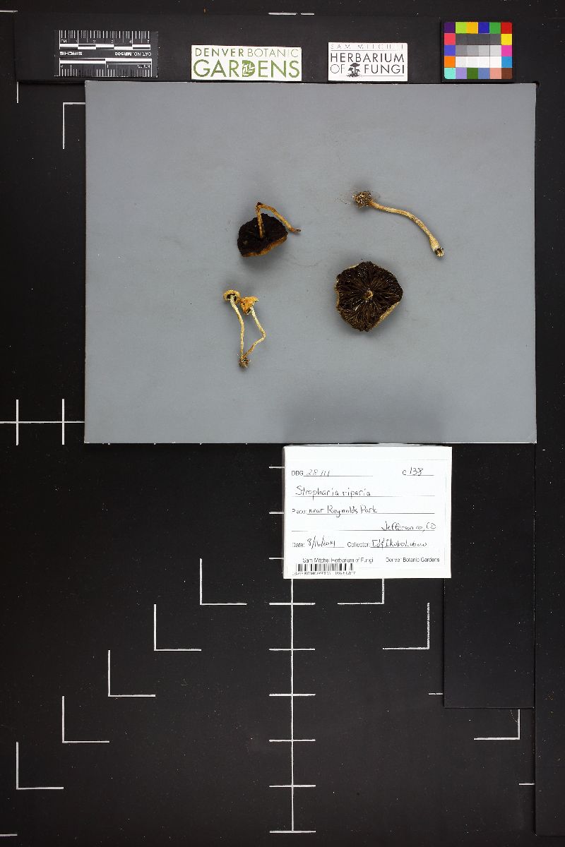Stropharia riparia image