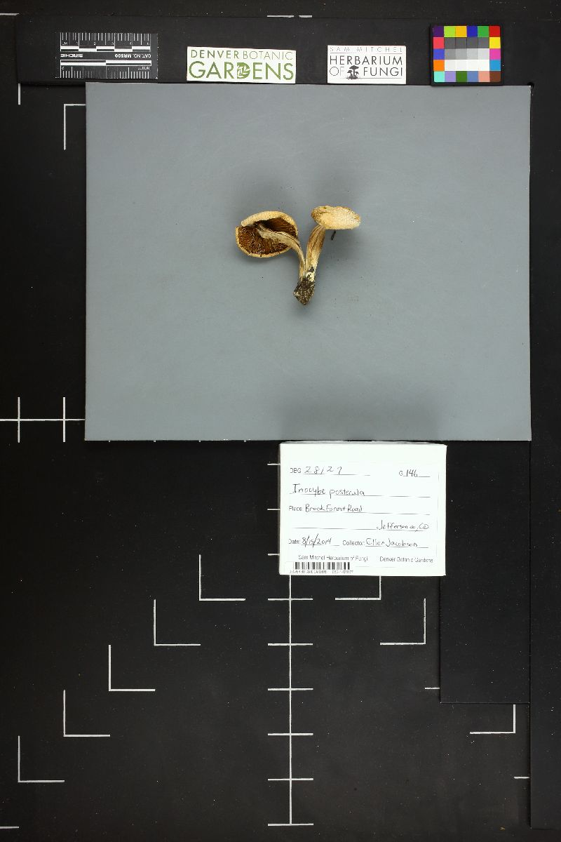Inocybe posterula image