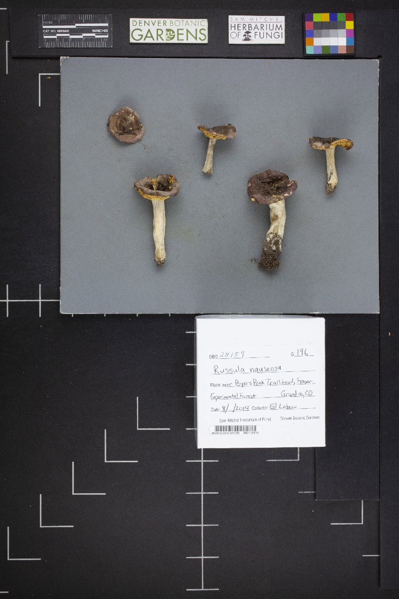 Russula nauseosa image