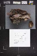 Fomitopsis cajanderi image