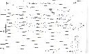 Rhizopogon cinerascens image