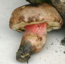 Boletus calopus image