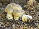 Tricholoma saponaceum image