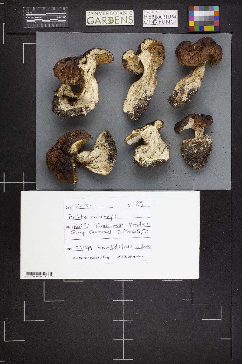 Boletus rubriceps image
