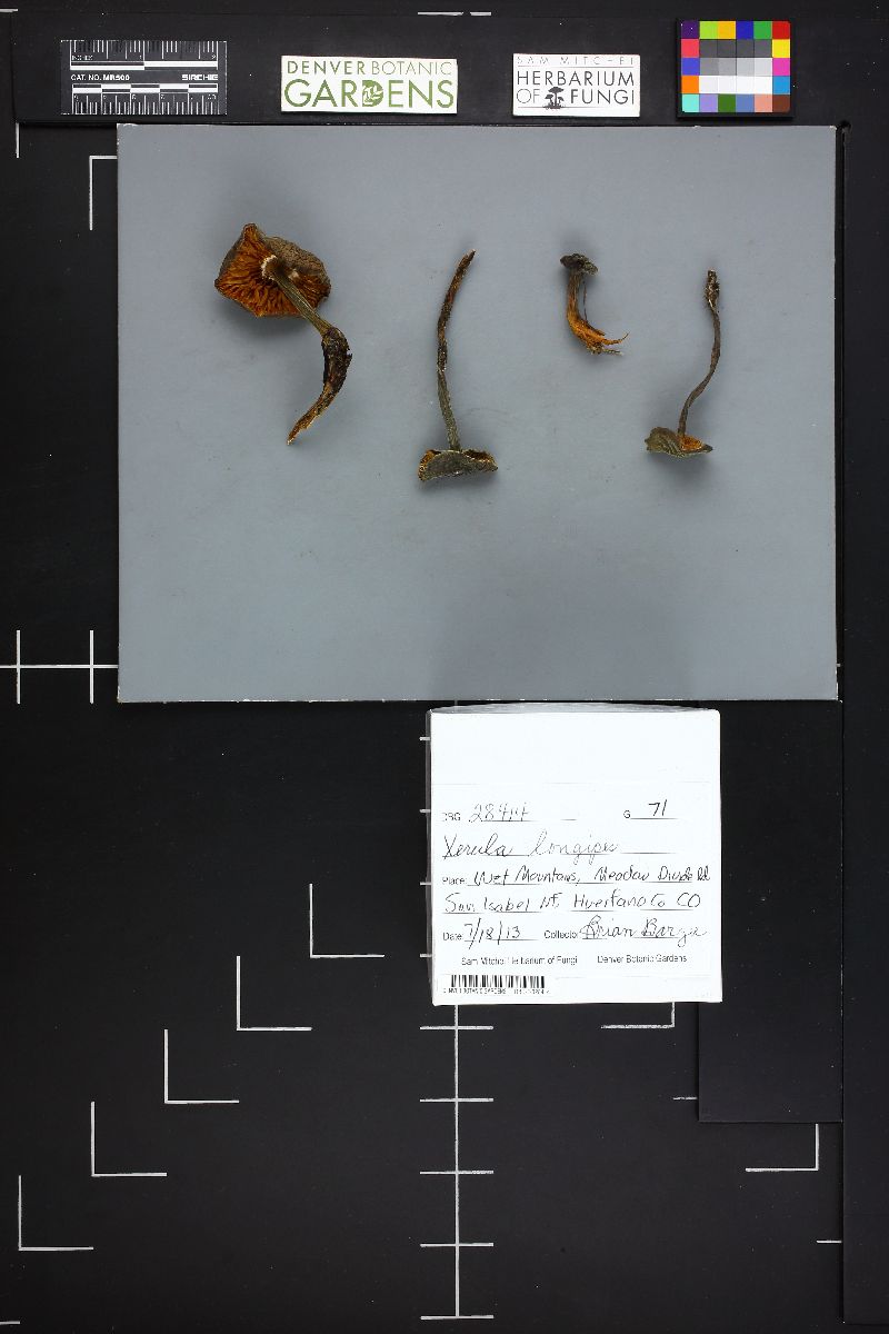 Xerula pudens image