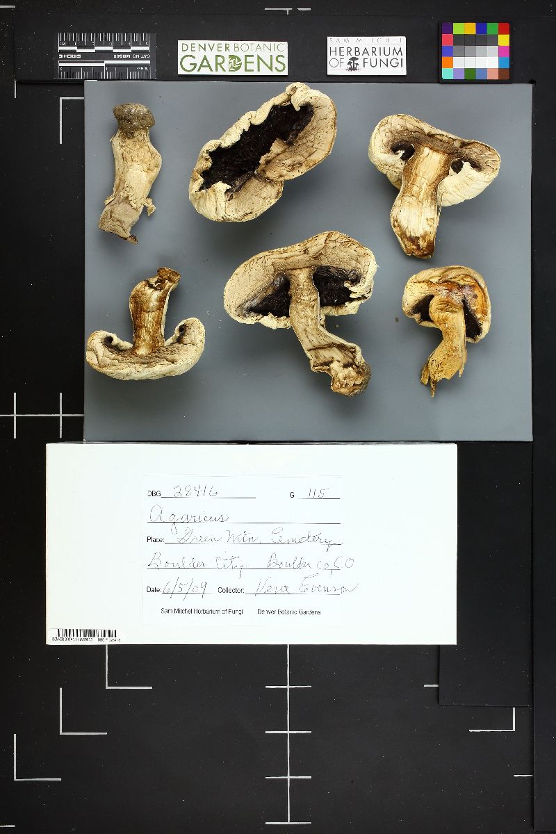 Agaricus bernardiiformis image