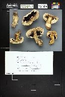 Agaricus bernardiiformis image