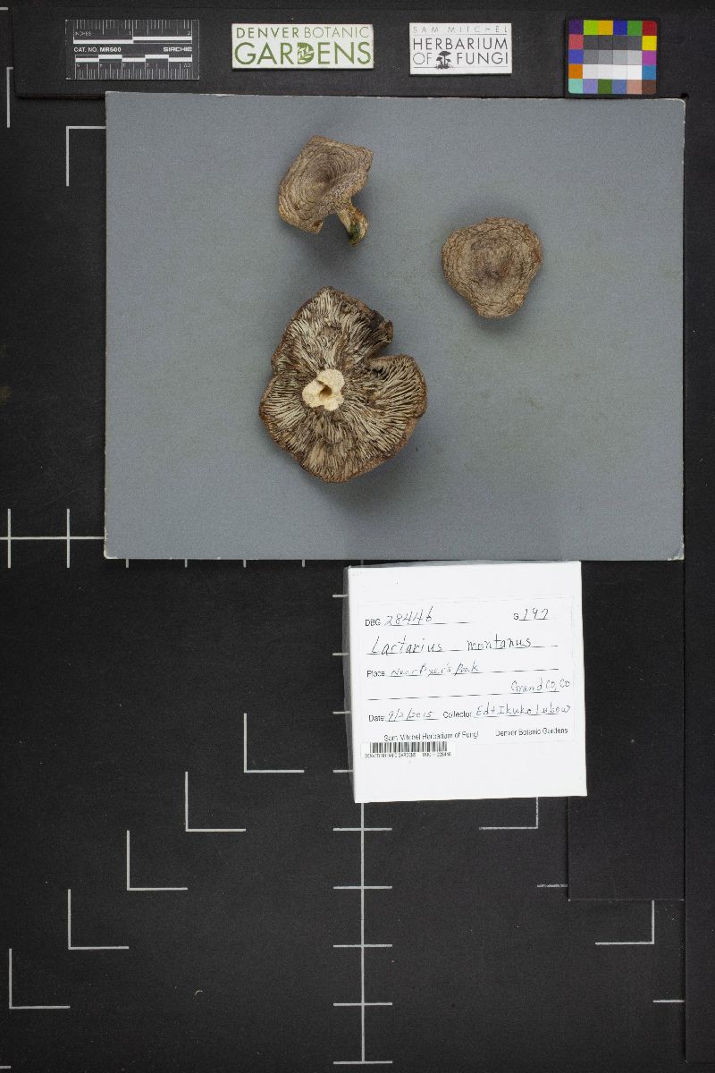 Lactarius montanus image