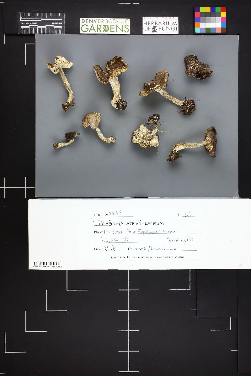 Tricholoma atroviolaceum image