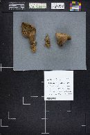 Tapinella atrotomentosa image