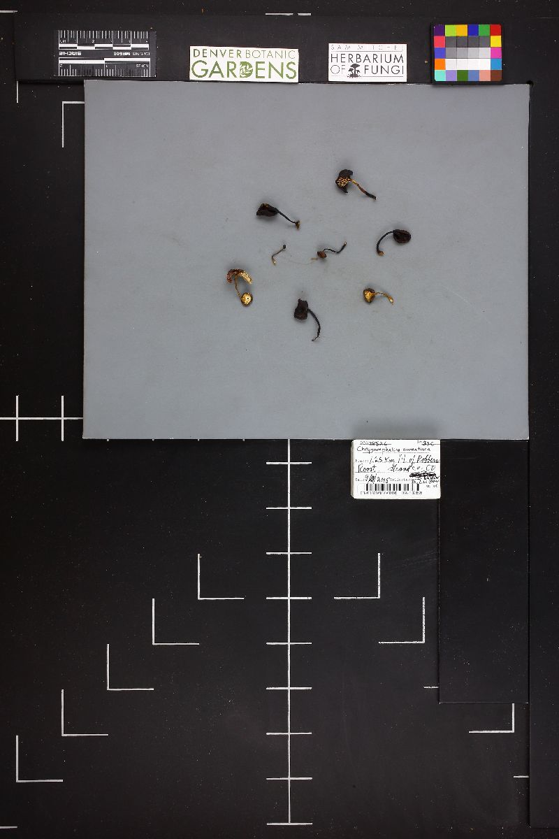 Chrysomphalina aurantiaca image