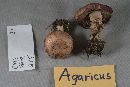 Agaricus rubronanus image