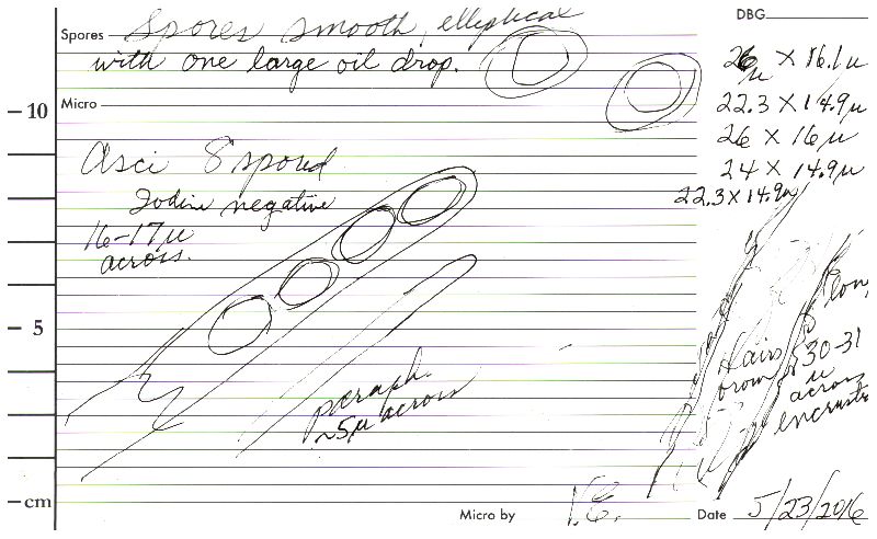 Geopora longii image