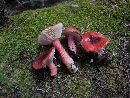 Russula queletii image