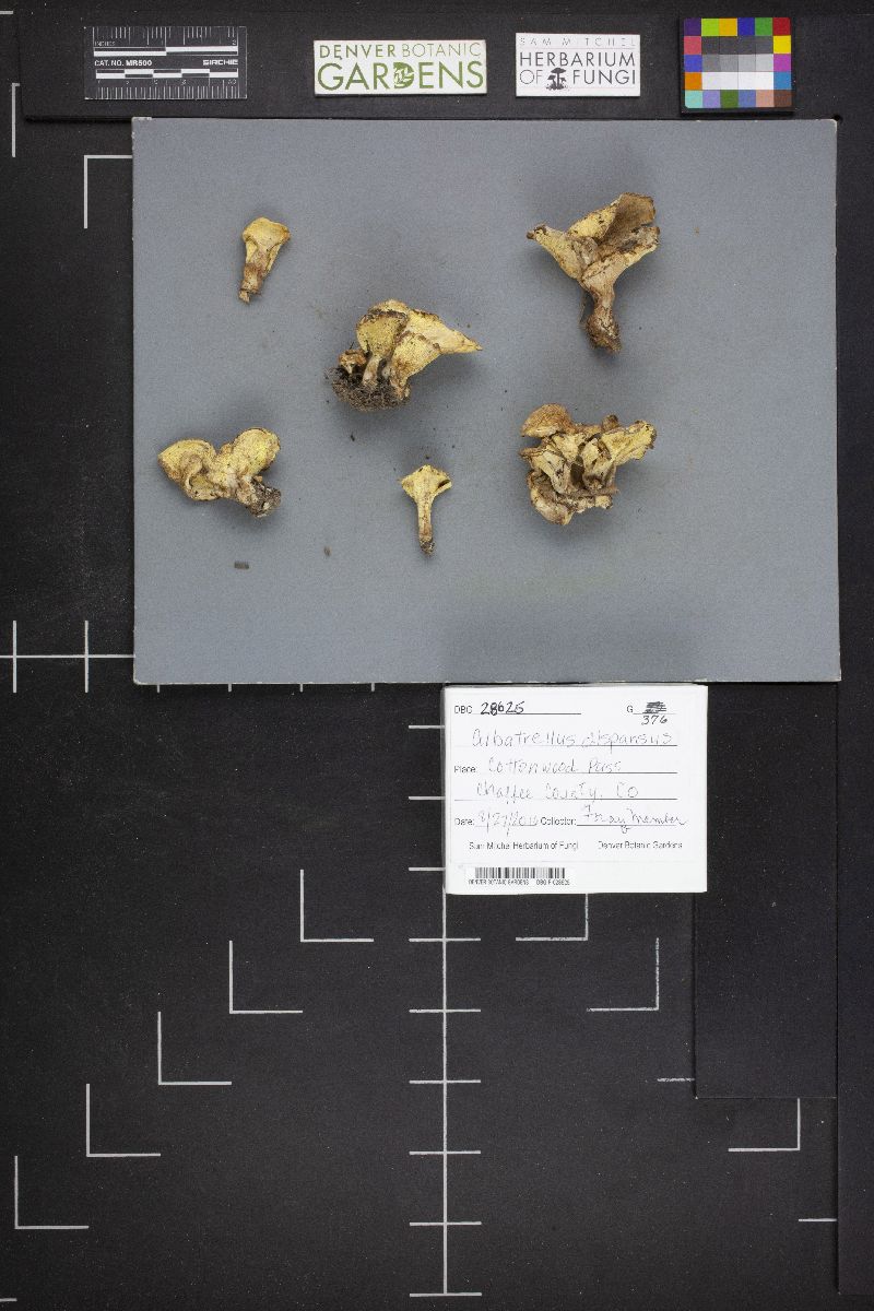 Albatrellus dispansus image