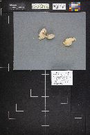 Tyromyces leucospongia image