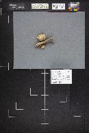 Tyromyces leucospongia image