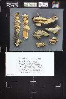 Trametes pubescens image