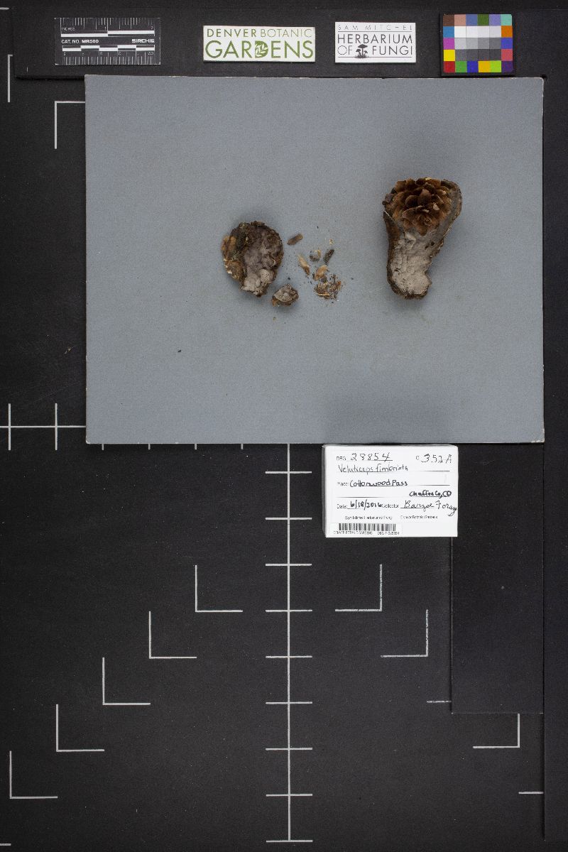 Veluticeps fimbriata image
