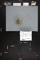 Conocybe apala image