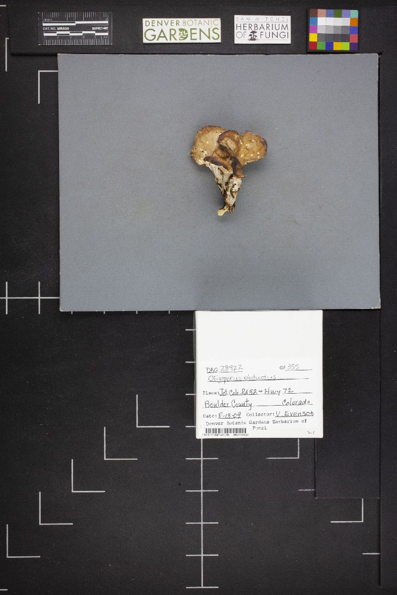 Oligoporus obductus image