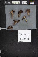 Suillus tomentosus image