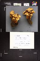 Pholiota squarrosa image