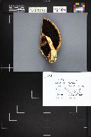 Agaricus smithii image