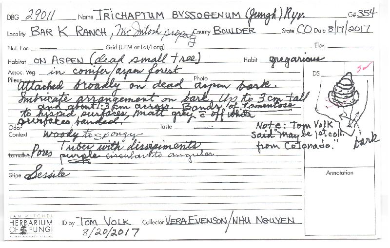 Trichaptum byssogenum image