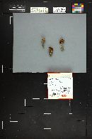 Inocybe lacera image